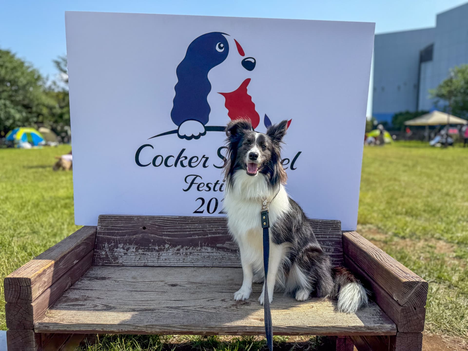 コッカースパニエルフェスティバル 2025 出店レポート